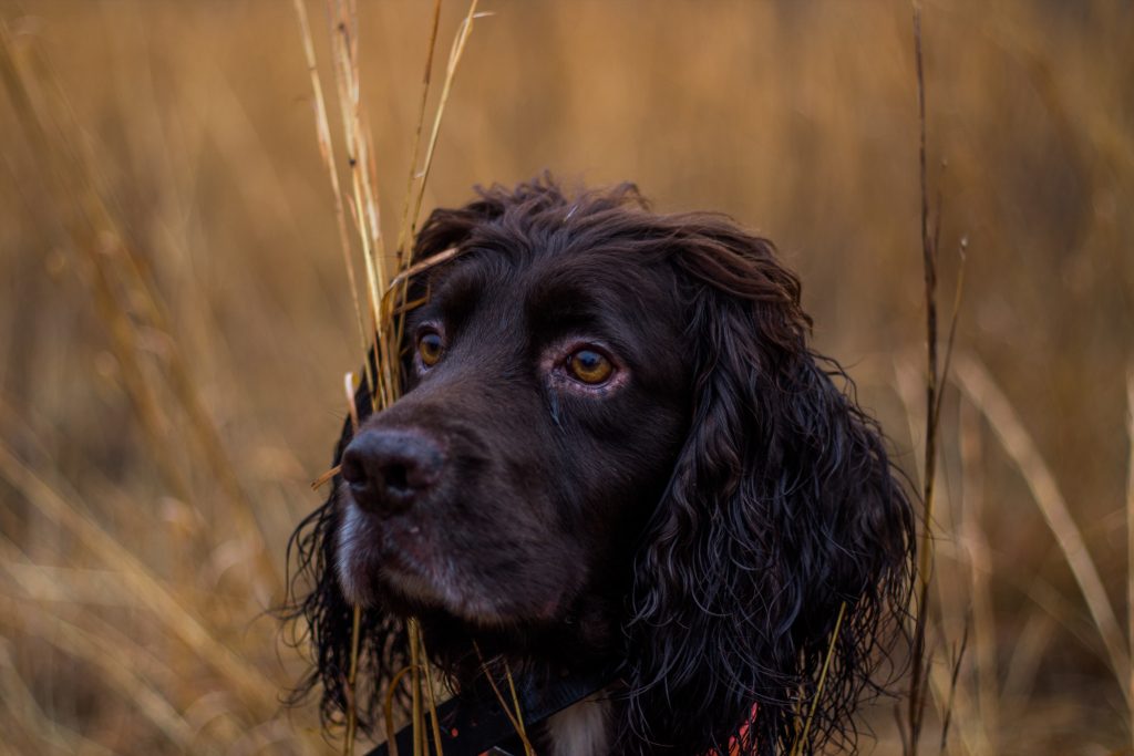 Boykin Spaniel